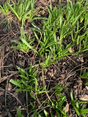 Hyacinthus orientalis