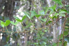 Cissus trianae