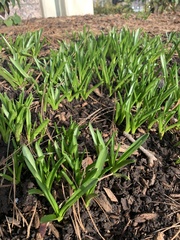 Hyacinthus orientalis