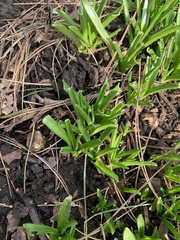 Hyacinthus orientalis
