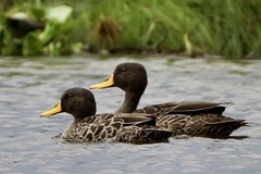 Yellow-Billed Duck photo 4