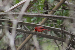 Cardinalis cardinalis