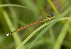 Ischnura aurora aurora