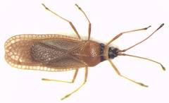 Radinacantha tasmanica