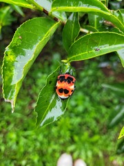Poecilocoris latus