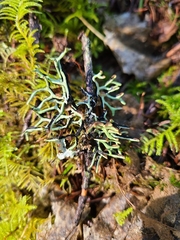 Hypogymnia inactiva