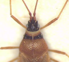 Radinacantha tasmanica