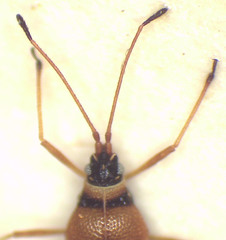 Radinacantha tasmanica