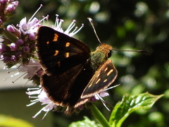 Butleria bissexguttatus