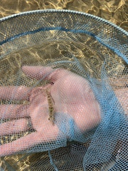 Metapenaeus macleayi