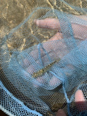 Metapenaeus macleayi