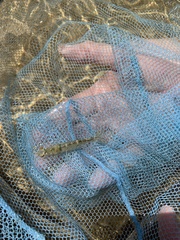 Metapenaeus macleayi