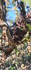 Phorbanta variabilis