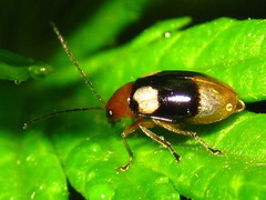 Monolepta quadriguttata