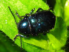 Chrysochus