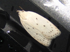 Scythropiodes approximans