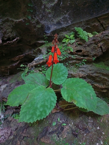 Smithiantha