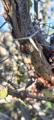 Phorbanta variabilis