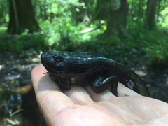 Lithobates heckscheri