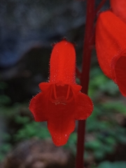 Smithiantha cinnabarina
