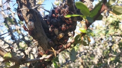 Phorbanta variabilis