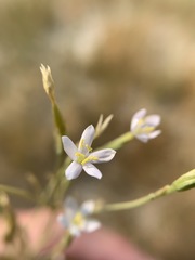 Zeltnera nevadensis
