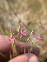 Zeltnera nevadensis