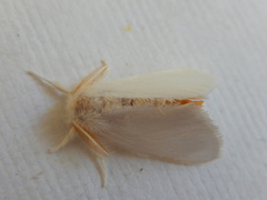 Euproctis panabra