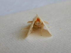 Euproctis panabra