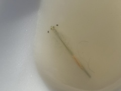 Branchinecta lindahli