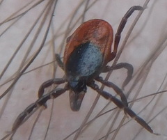Ixodes persulcatus