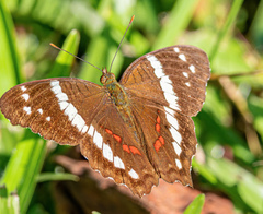Anartia fatima image