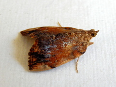 Crocidolomia suffusalis
