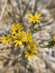 Pyrrocoma racemosa sessiliflora