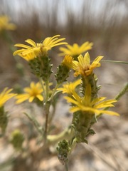 Pyrrocoma racemosa sessiliflora