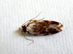 Barea synchyta