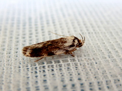 Barea synchyta