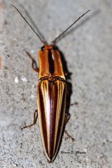 Semiotus serraticornis