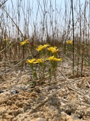 Pyrrocoma racemosa sessiliflora