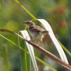 Cisticola marginatus