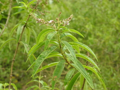 Aloysia citrodora