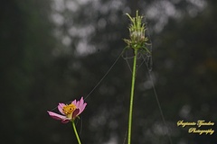 Cosmos caudatus