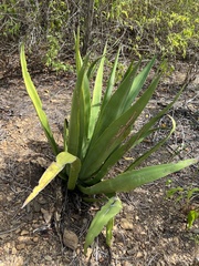 Agave eggersiana