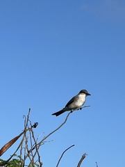 Tyrannus dominicensis