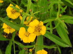 Tagetes lucida