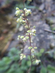 Heuchera pilosissima