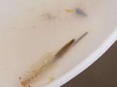 Branchinecta lindahli