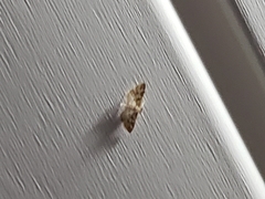 Anageshna primordialis