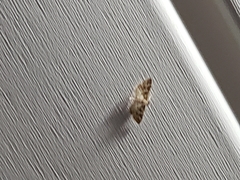 Anageshna primordialis