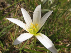 Zephyranthes mesochloa